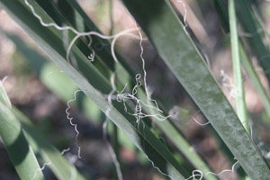 Adamâ??s Needle, Beargrass, Spanish Bayonet, Curly Leaf Yucca leaf blades up close